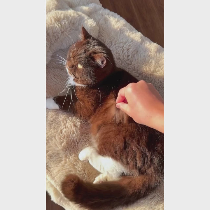 PawSpa